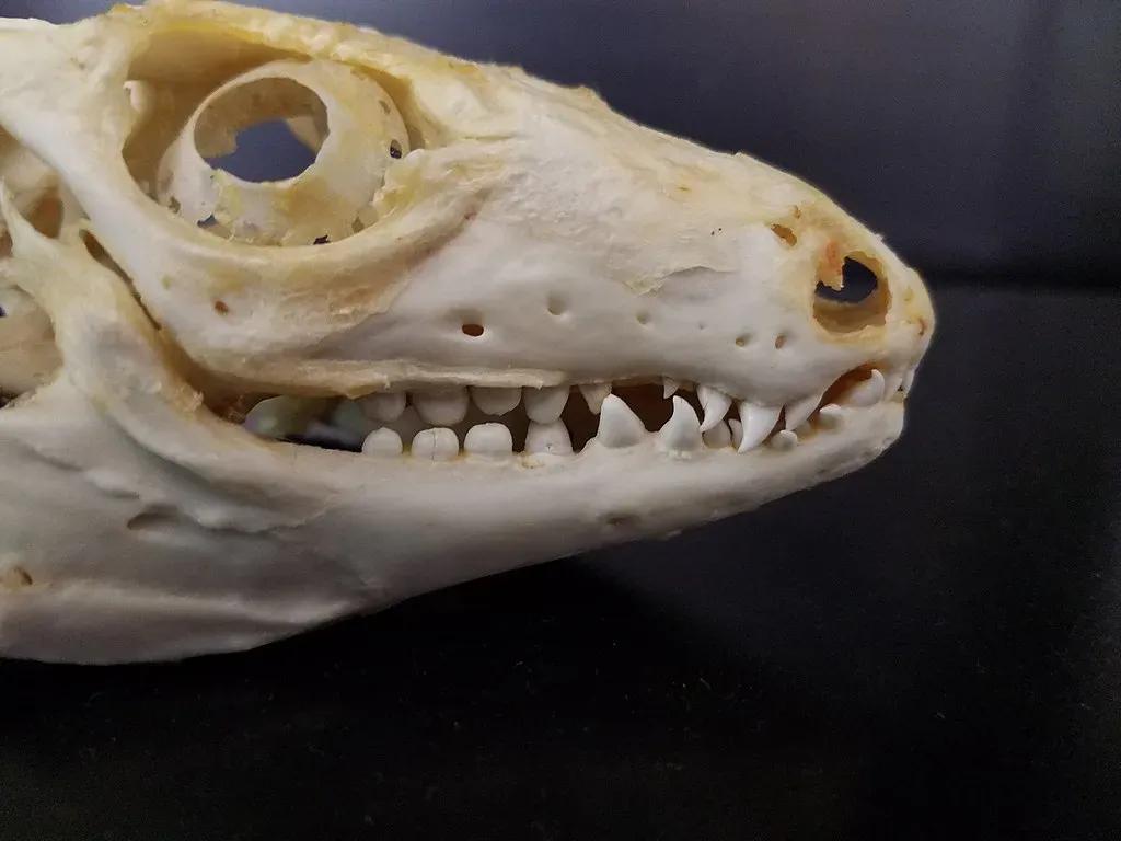Tegu skull