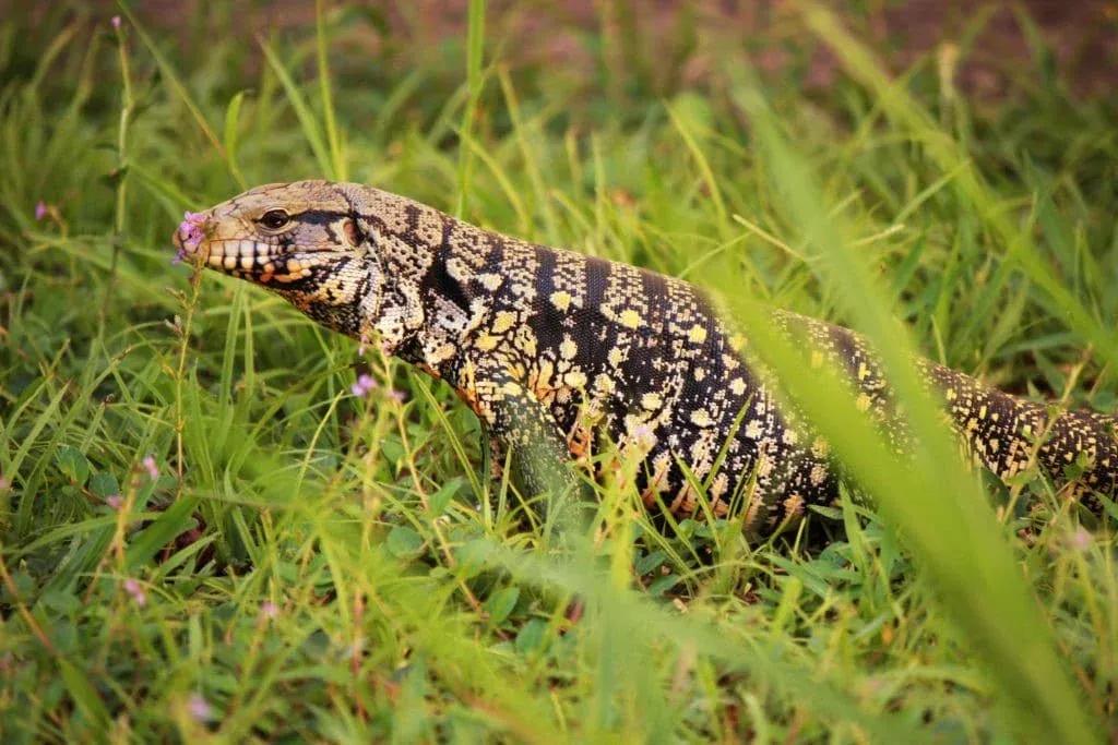 Tegu walking through some grass