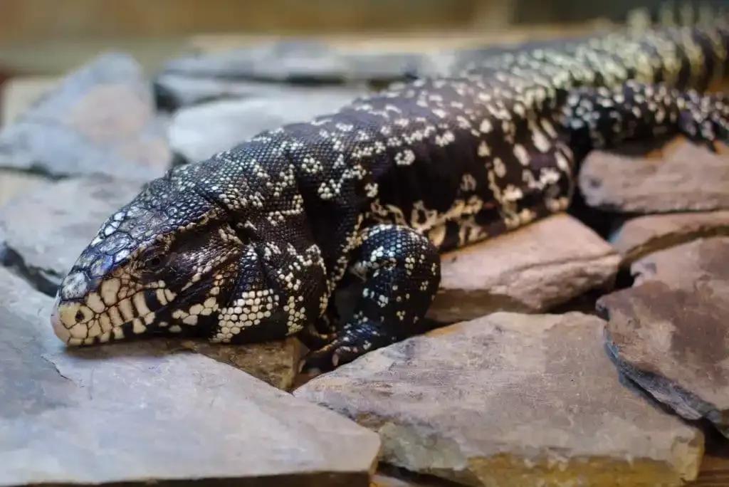 Tegu on some flat rocks 