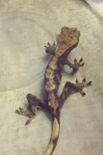 Skinny crested gecko. 