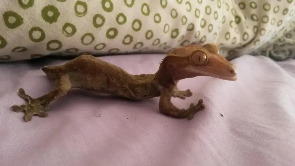 Crested gecko with extremely severe MBD.
