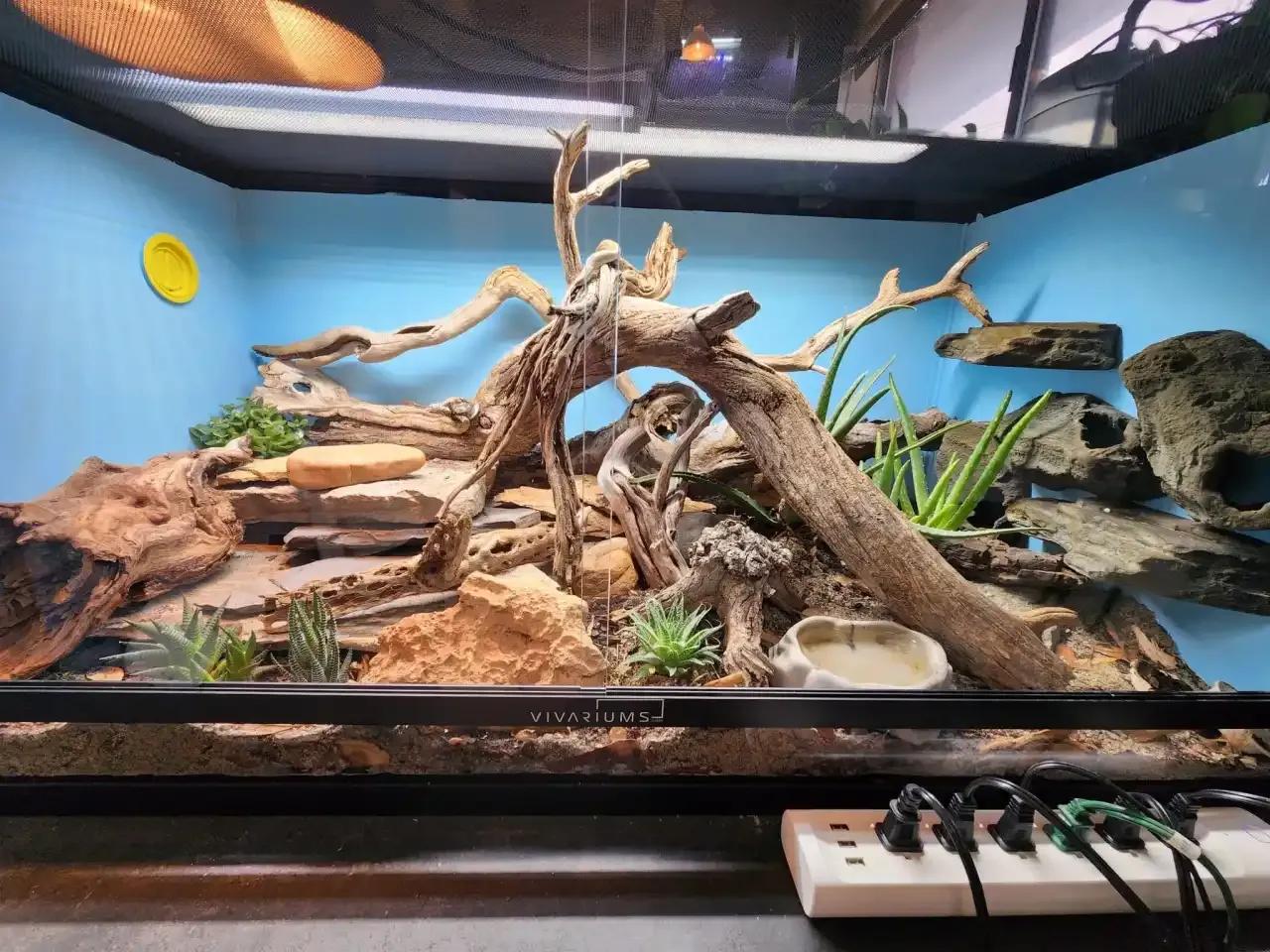 Dubia.com 4x2x2 Reptile Enclosure set up with substrate and decor 