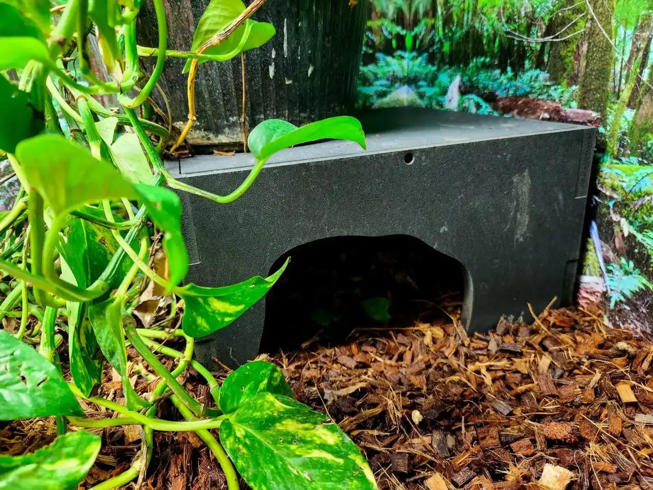 Kages Hide Box in a reptile enclosure