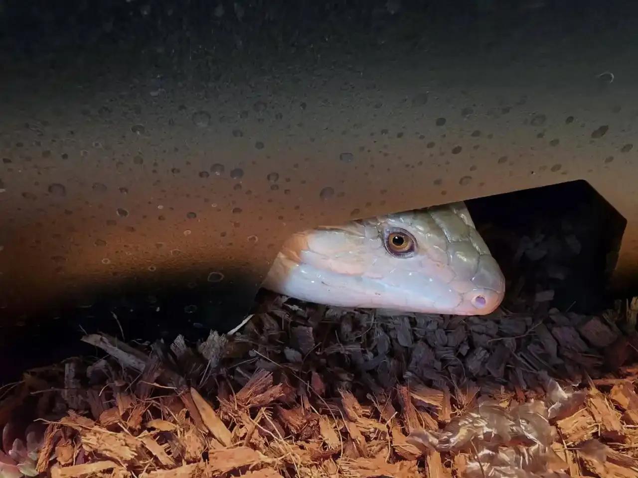 Skink peaking out of a Toad Ranch hide