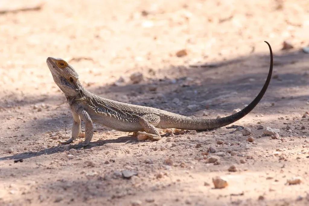 Bearded Dragon on sandy rocky soil 