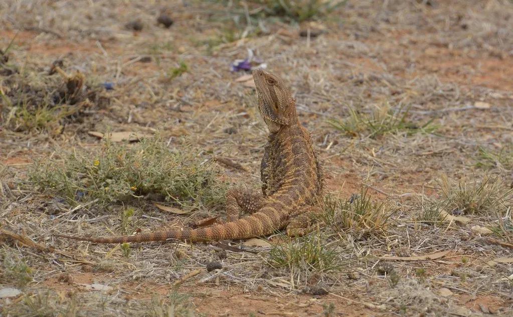 Bearded dragon on arid shrubland 