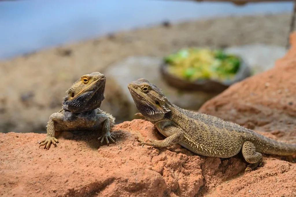 Bearded Dragons in Enclosure