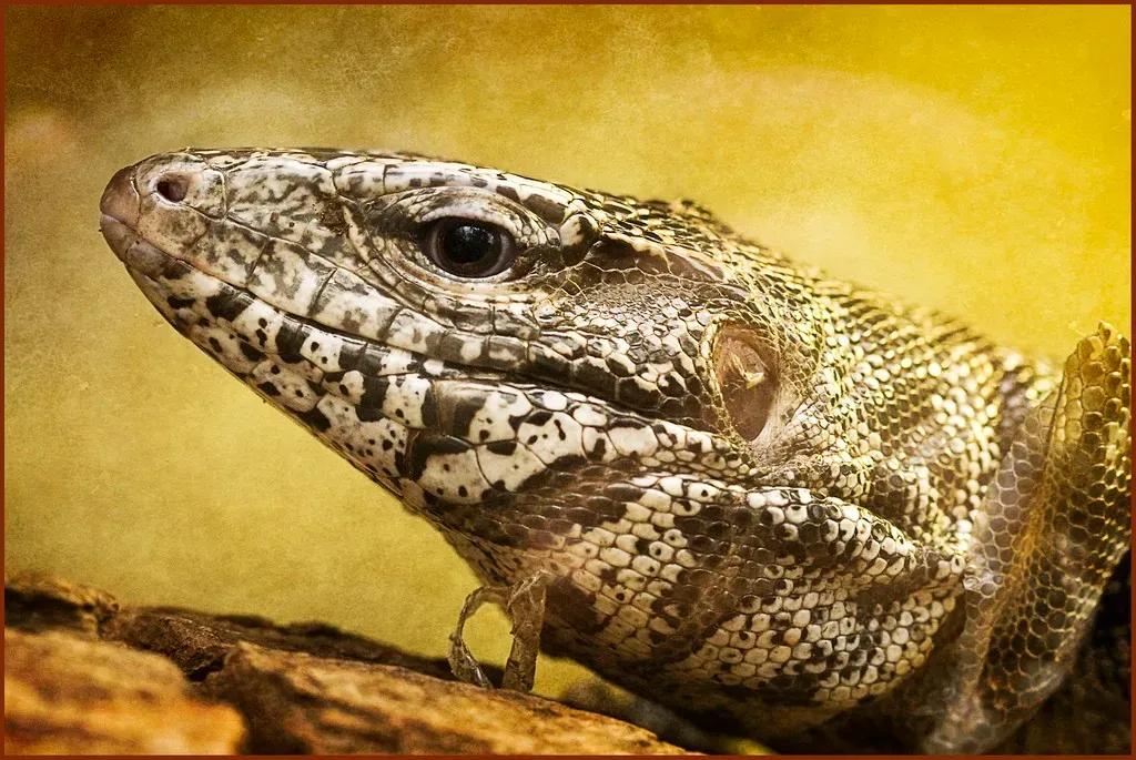 Tegu shedding showing peeling skin 