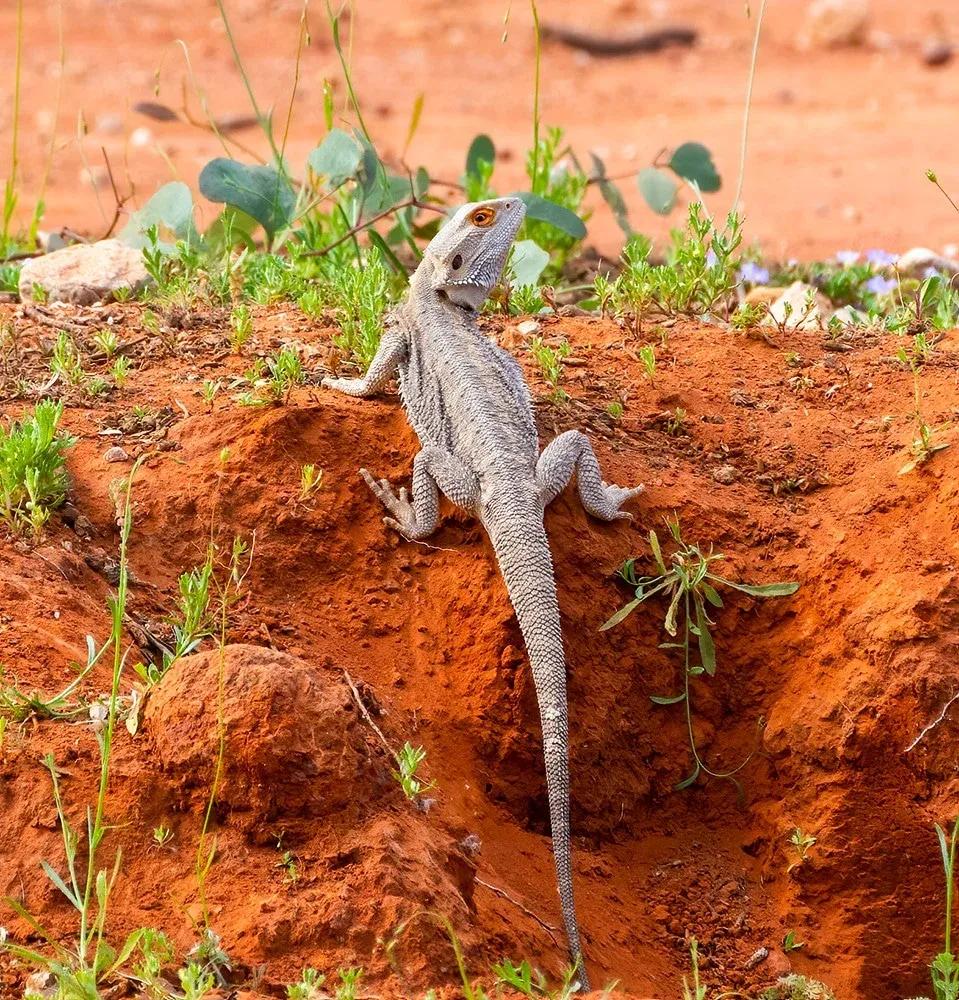Bearded dragon on arid orange clay soil 