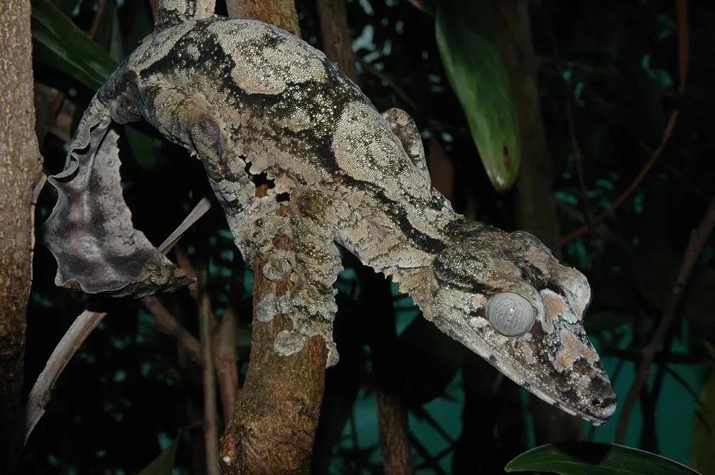 Uroplatus giganteus