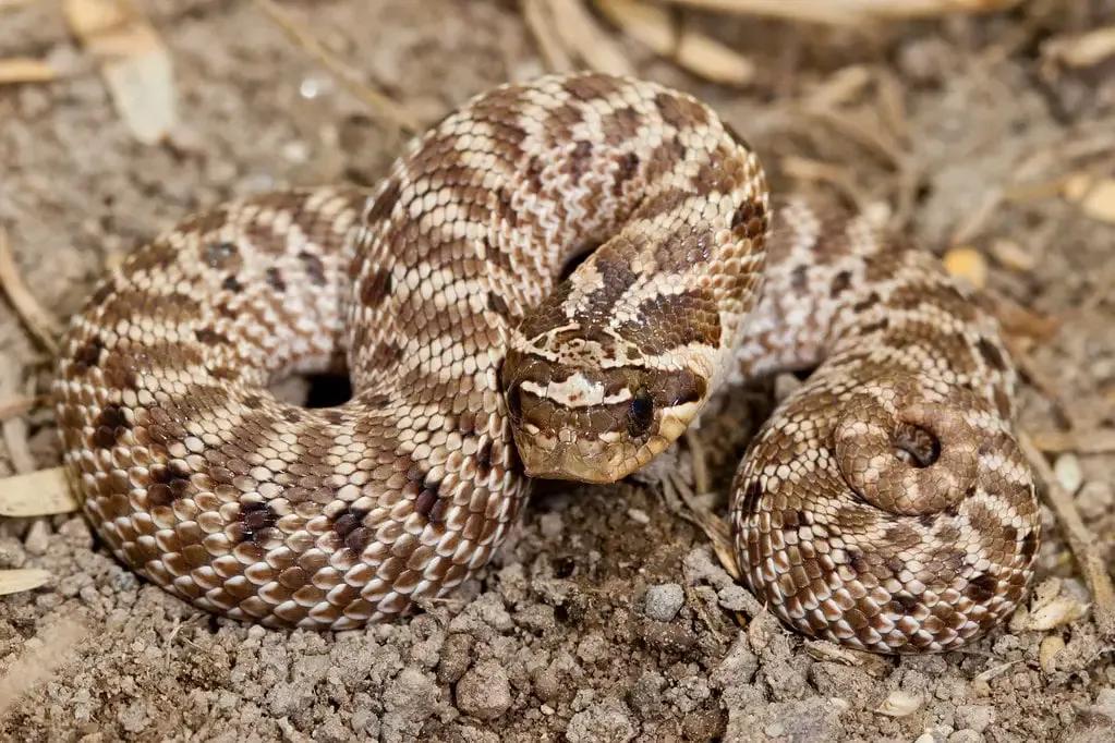 Mexican hognose (Heterodon kennerlyi or Heterodon nasicus kennerlyi)