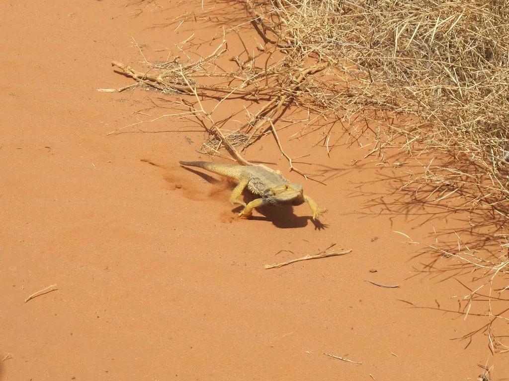 Bearded Dragon in arid habitat on sandy ground 