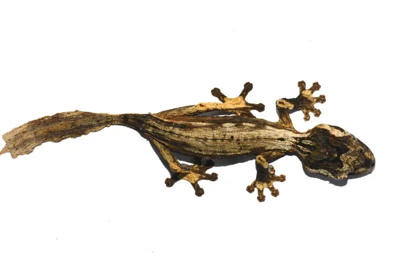 Uroplatus guentheri