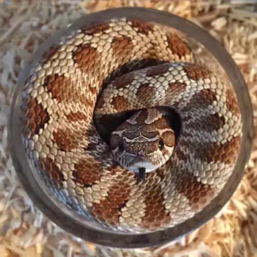 Hognose curled up in a bowl 