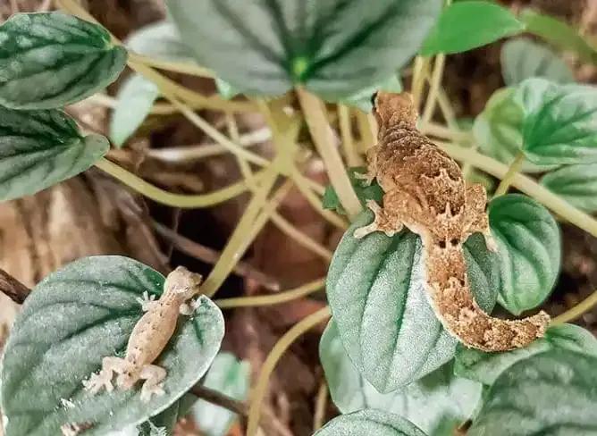 Mourning Geckos on a plant 