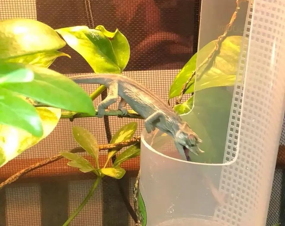 Jackson’s Chameleon catching a bug with its tongue 