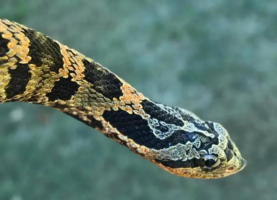 Yellow Eastern hognose (Heterodon platirhinos)
