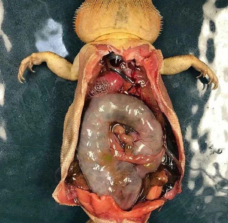 Bearded dragon impaction dissection