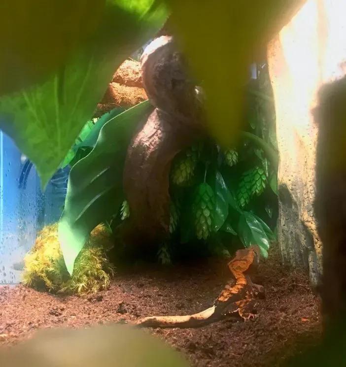 Crested Gecko on Substrate 