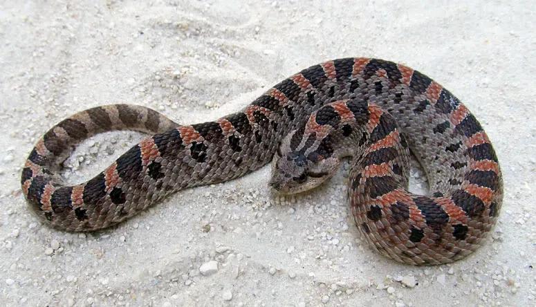 Southern hognose (Heterodon simus)