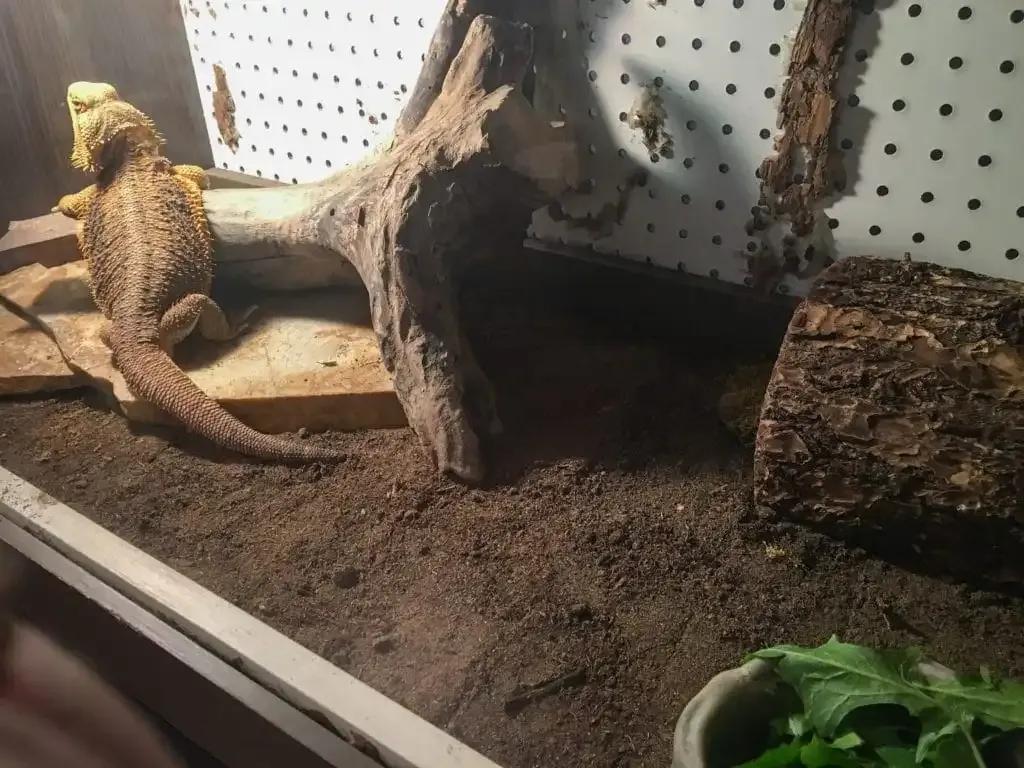 Bearded Dragon on Substrate 