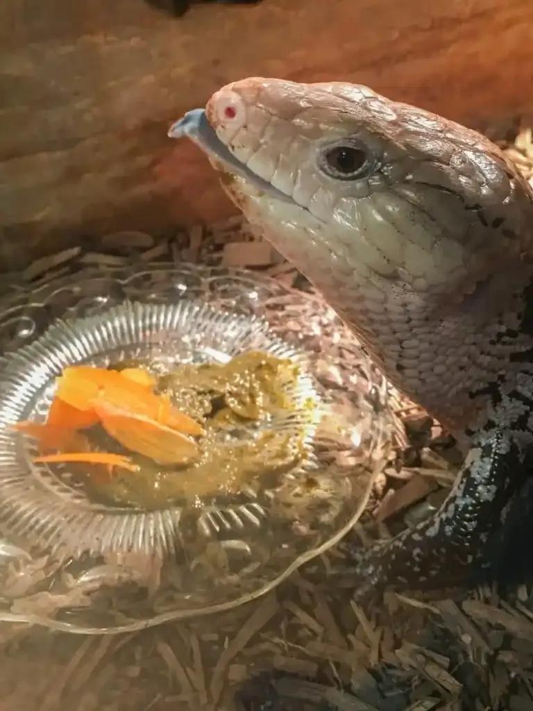 Skink eating Repashy Bluey Buffet