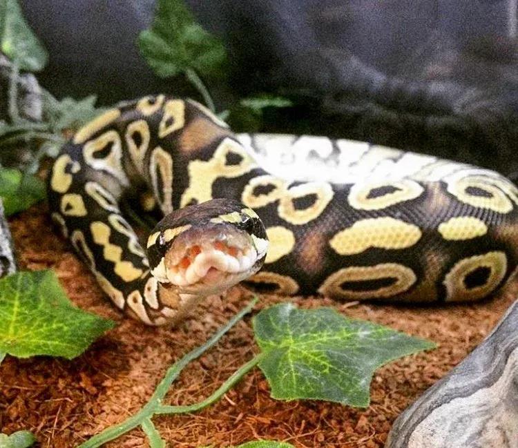 Kent Pimental Ball Python Substrate