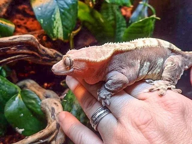 Obese female Crested Gecko