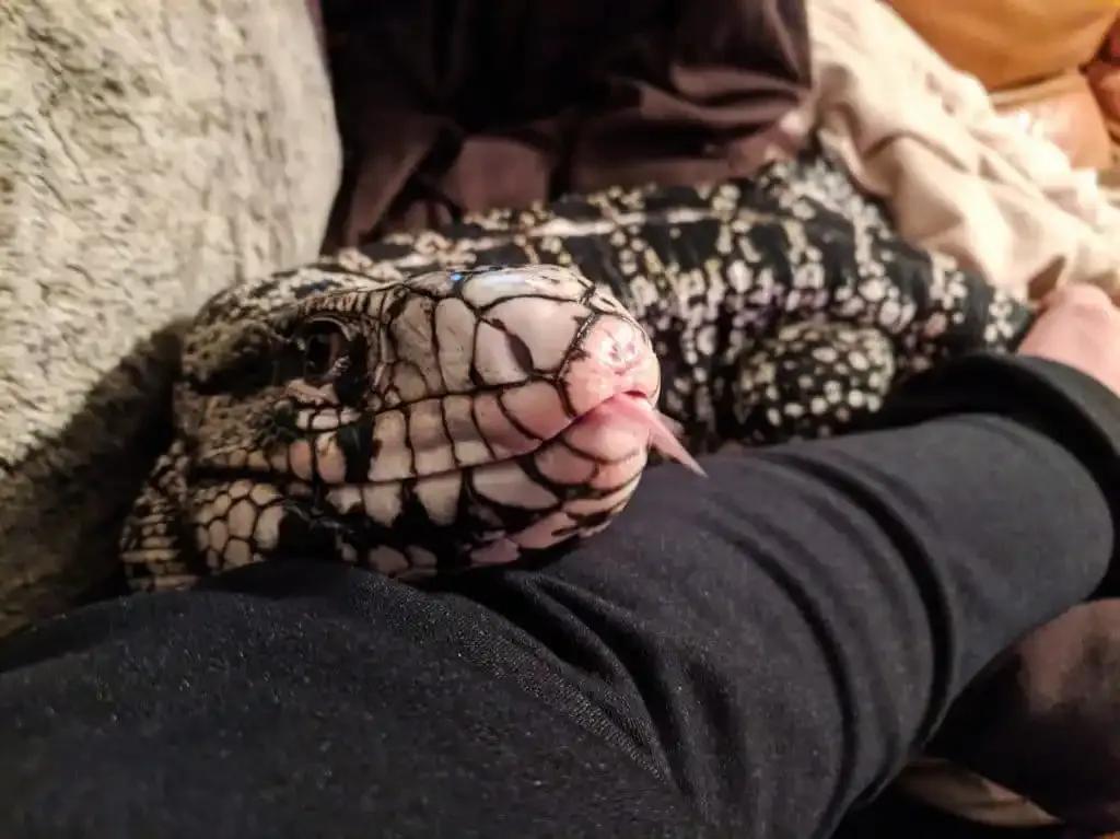Tegu cuddling with owner