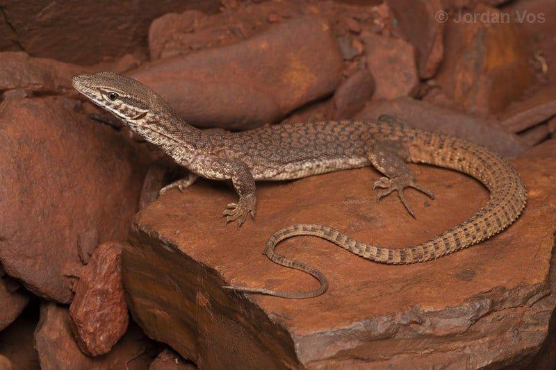 Photo contributed by Jordan Vos