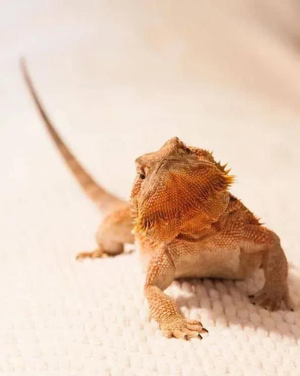 Nabooru the Beardie