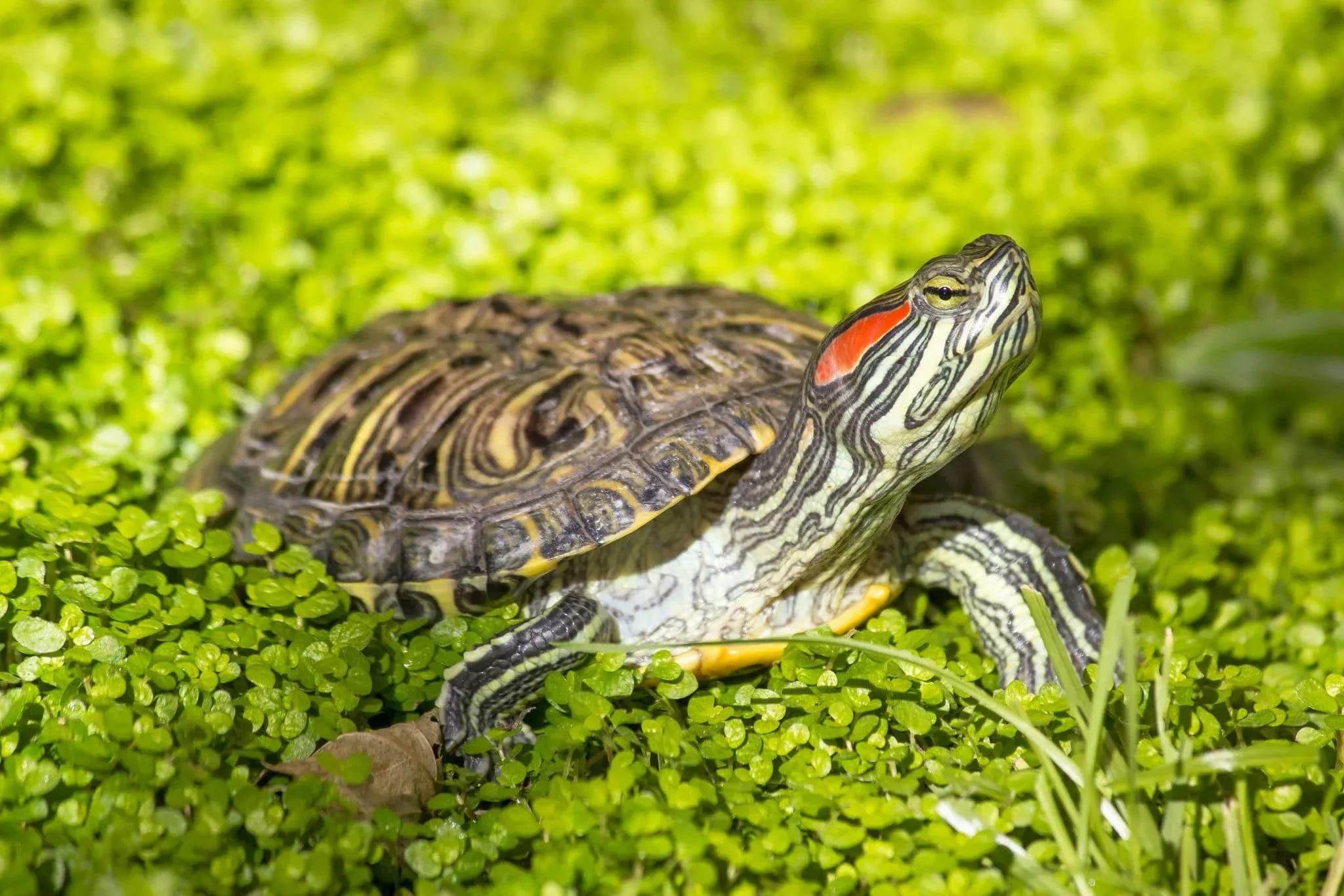 Red-Eared Slider in duckweed