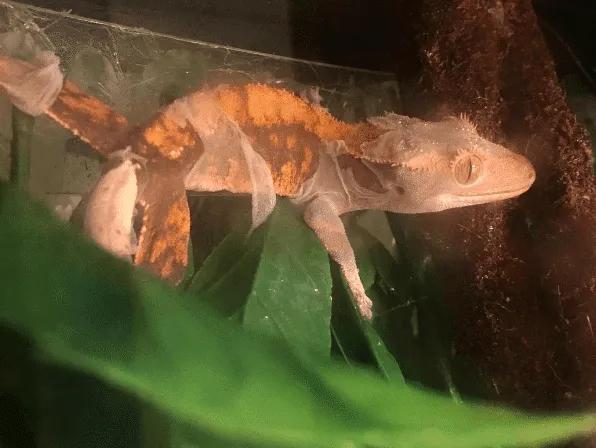 Female crested gecko in shed.