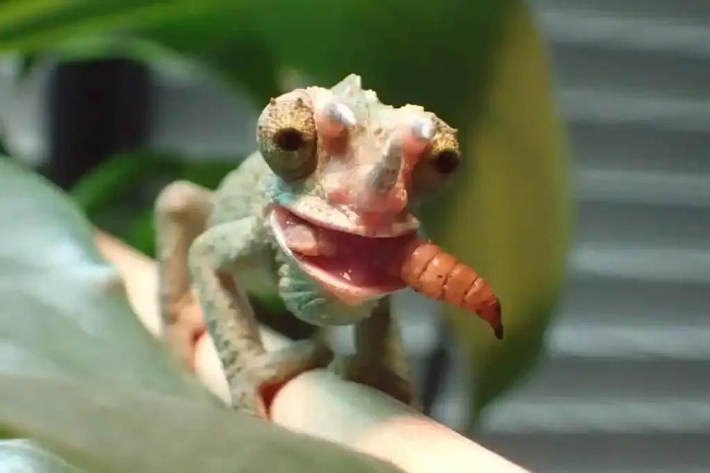 Jackson’s Chameleon eating a bug