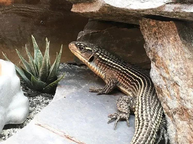 Reptile in decorated enclosure 