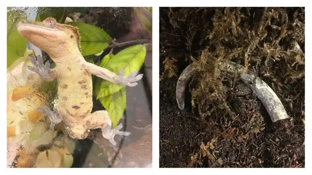 Crested gecko missing tail, and close-up of dropped tail