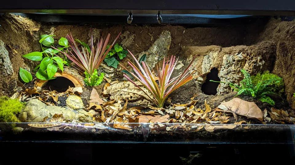 Blue-tongued skink enclosure photo Contributed by @TatianasTinyZoo on Instagram