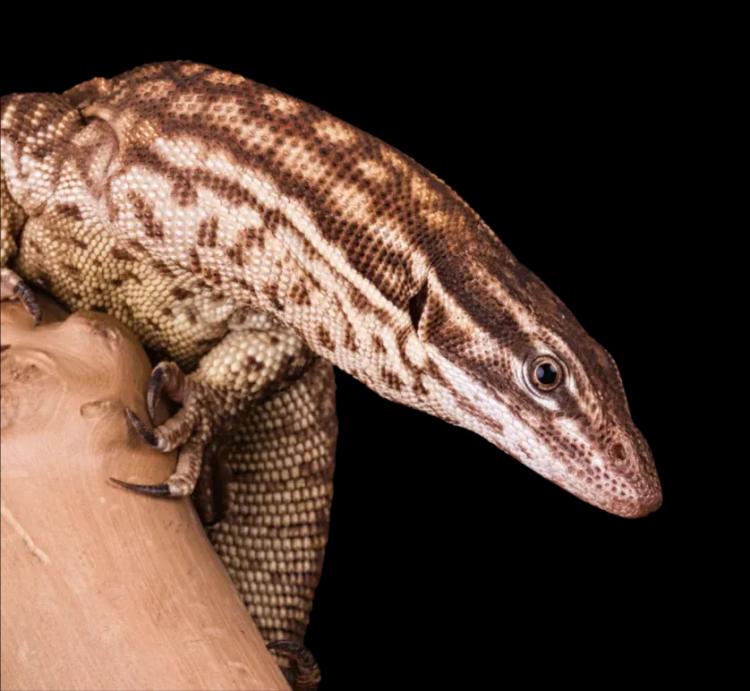 Ackie Monitor