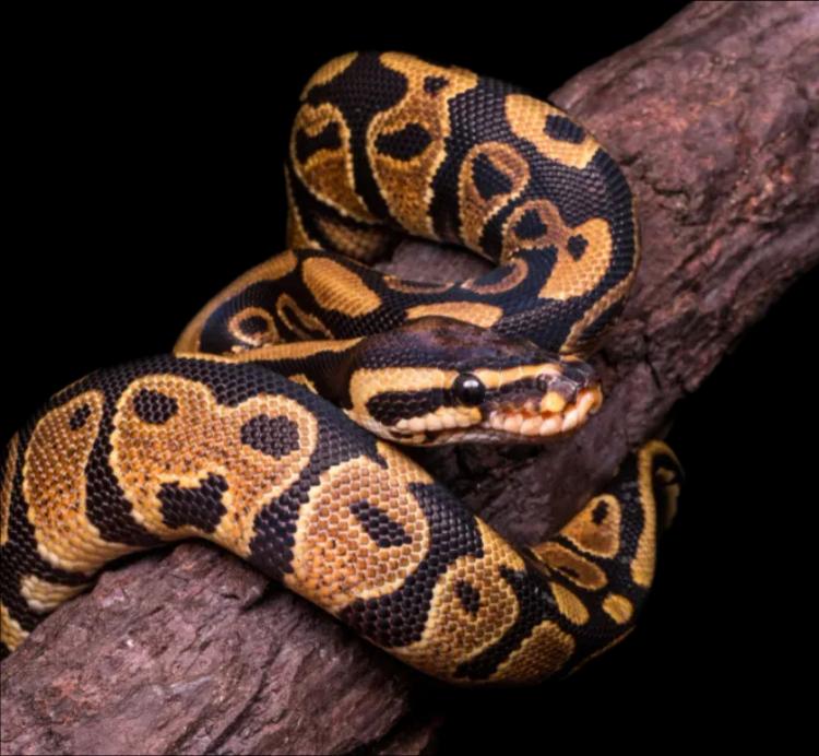 Ball Python
