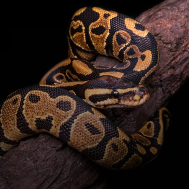 Ball python