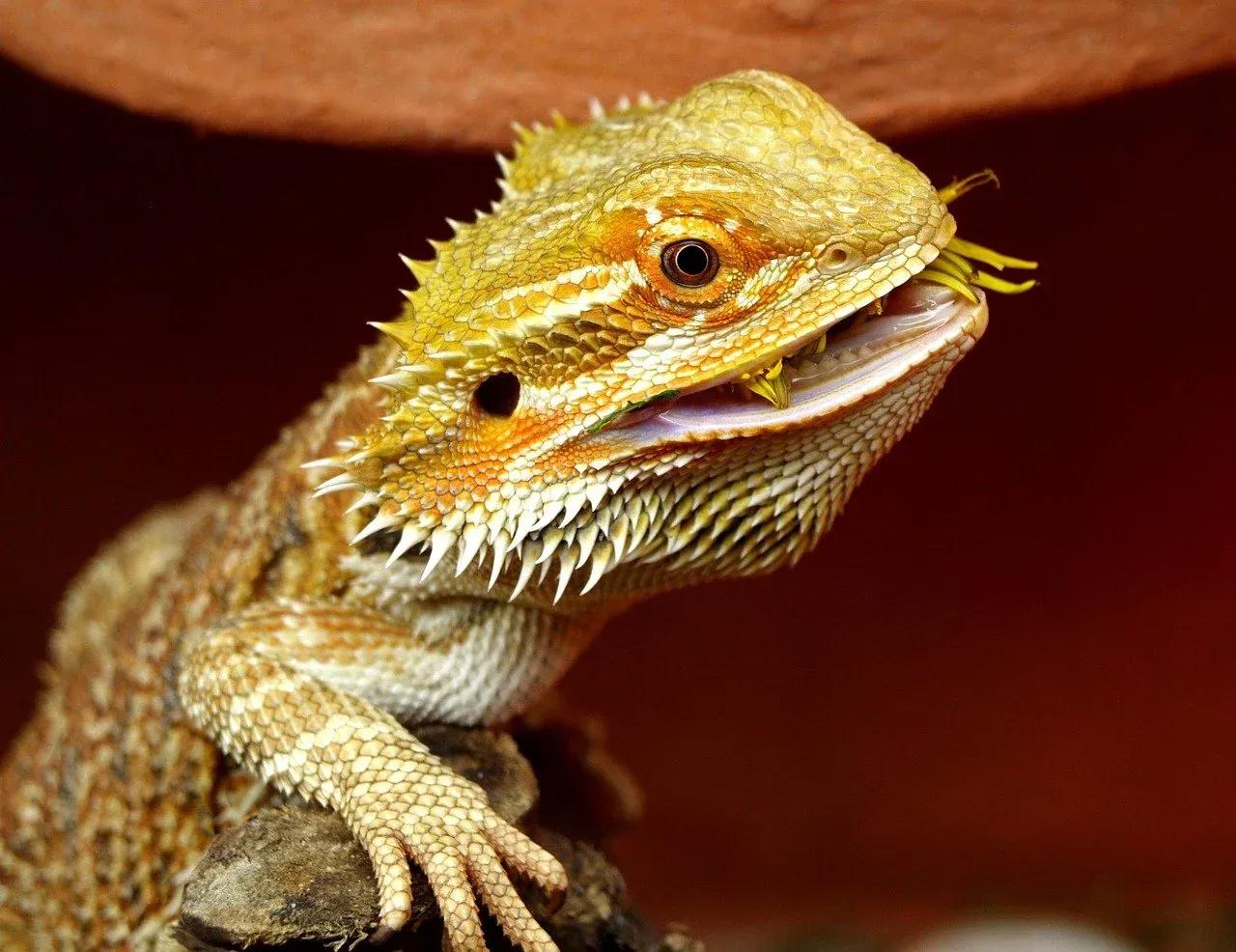 Bearded dragon eating flower