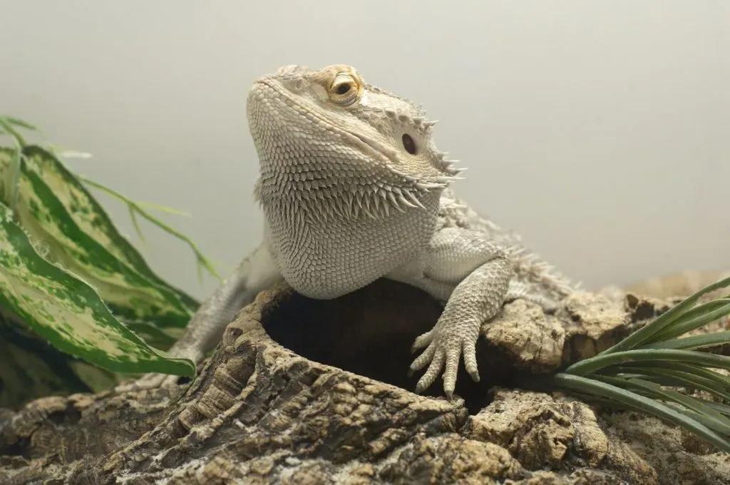 Bearded Dragon Supplies