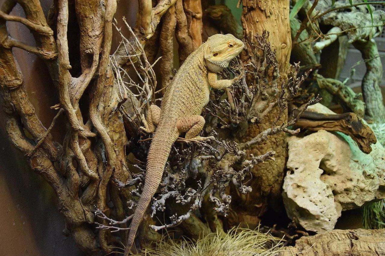 Bearded Dragon Environmental Enrichment