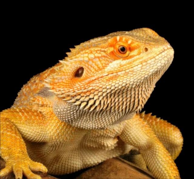 Bearded dragon
