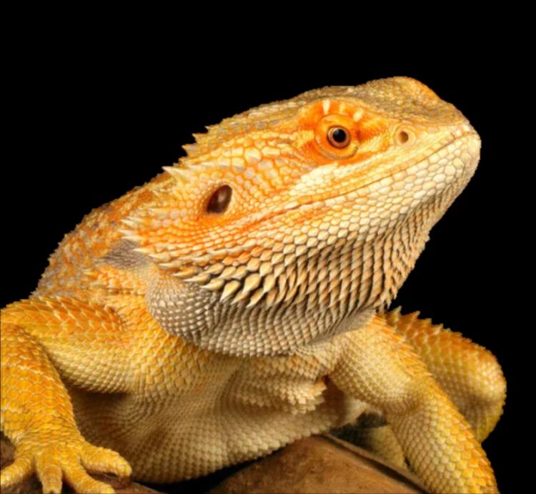 Bearded Dragon