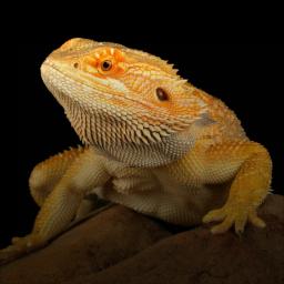 Bearded Dragon