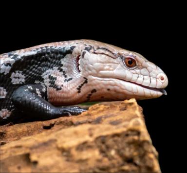 Blue tongue skink