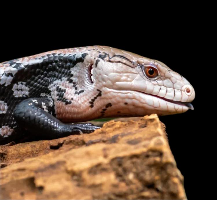 Blue Tongue Skink