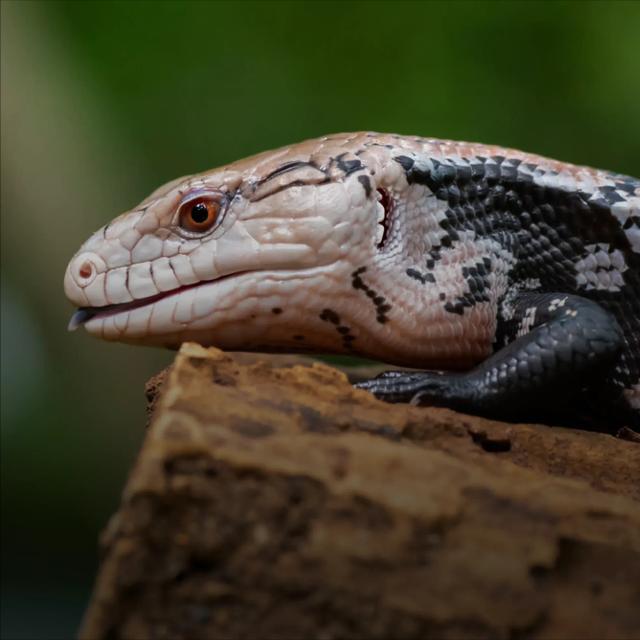 Blue tongue skink