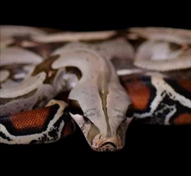 Boa constrictor